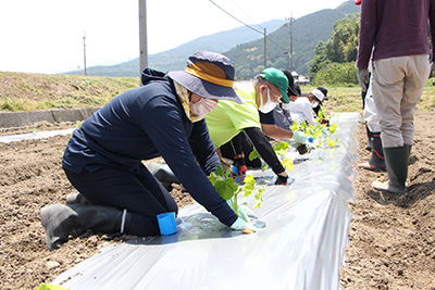 野菜栽培研修　(野菜栽培基礎講座）